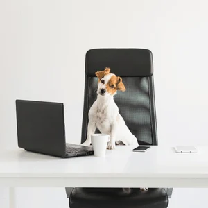 Hund sitzt am SChreibtisch